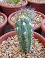 Stetsonia Coryne